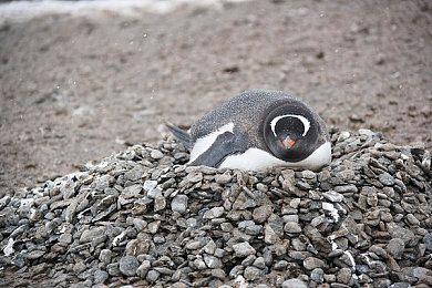 《牧场物语 来吧！风之繁华集市》伴侣介绍影片：安琪（cv：内田真礼）